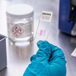 Un portaobjetos de microscopio es etiquetada con un código de barras.