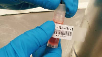 Un técnico de laboratorio aplicando una etiqueta autolaminable Brady a un tubo de muestra.