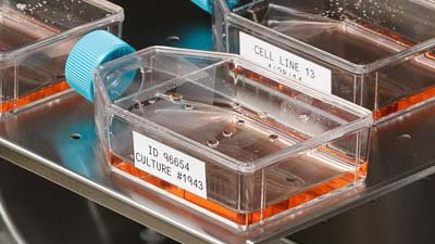 Frascos con etiquetas Brady resistentes a productos químicos y a las temperaturas, siendo preparadas para la incubación.